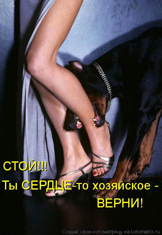 Ты СЕРДЦЕ-то хозяйское - ВЕРНИ! СТОЙ!!!... Котоматрица: Ты СЕРДЦЕ-то хозяйское - ВЕРНИ! СТОЙ!!!
