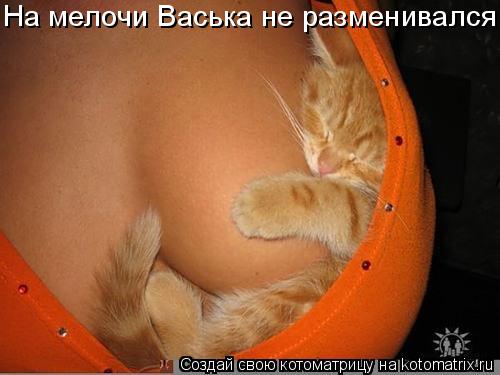 На мелочи Васька не разменивался... Котоматрица: На мелочи Васька не разменивался