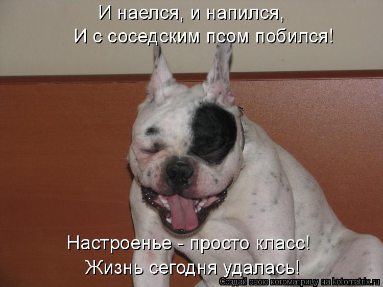 И наелся, и напился, И с соседским псом побился! Жизнь сегодня удалась! Настроенье - просто класс!... Котоматрица: И наелся, и напился, И с соседским псом побился! Жизнь сегодня удалась! Настроенье - просто класс!