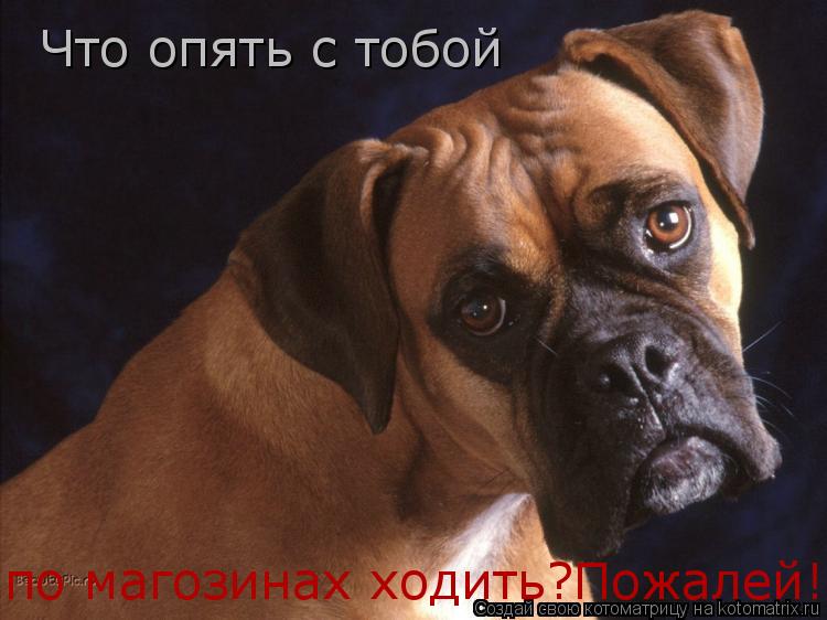 Что опять с тобой по магозинах ходить?Пожалей!... Котоматрица: Что опять с тобой по магозинах ходить?Пожалей!