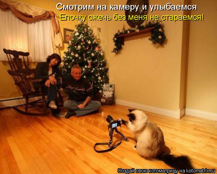 Смотрим на камеру и улыбаемся Елочку сжечь без меня не стараемся!... Котоматрица: Смотрим на камеру и улыбаемся Елочку сжечь без меня не стараемся!