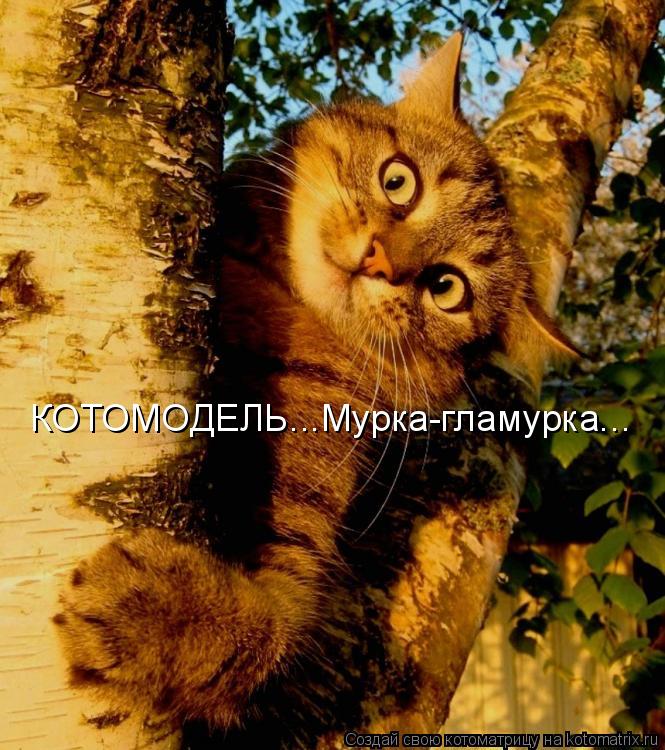 КОТОМОДЕЛЬ...Мурка-гламурка...... Котоматрица: КОТОМОДЕЛЬ...Мурка-гламурка...