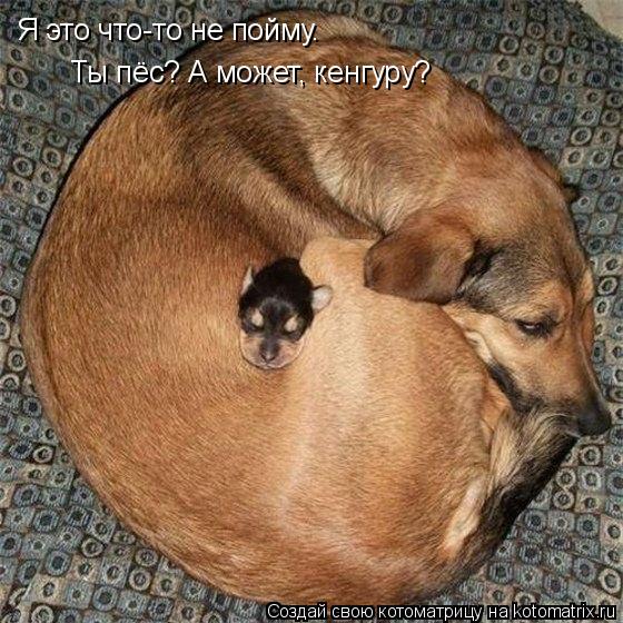 Я это что-то не пойму. Ты пёс? А может, кенгуру?... Котоматрица: Я это что-то не пойму. Ты пёс? А может, кенгуру?