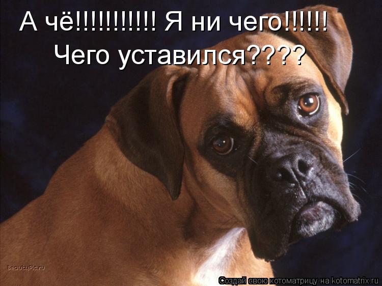 А чё!!!!!!!!!!! Я ни чего!!!!!! Чего уставился????... Котоматрица: А чё!!!!!!!!!!! Я ни чего!!!!!! Чего уставился????
