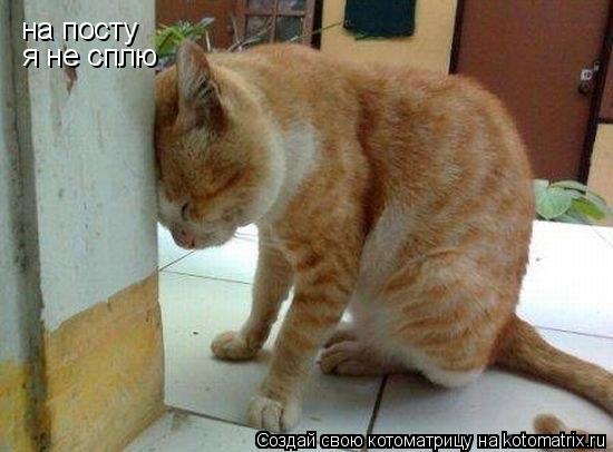 на посту я не сплю... Котоматрица: на посту я не сплю