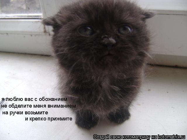 я люблю вас с обожанием не обделите меня вниманием на ручки возьмите и крепко прижмите... Котоматрица: я люблю вас с обожанием не обделите меня вниманием на ручки возьмите и крепко прижмите