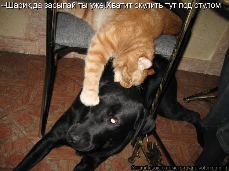 --Шарик,да засыпай ты уже!Хватит скулить тут под стулом!... Котоматрица: --Шарик,да засыпай ты уже!Хватит скулить тут под стулом!