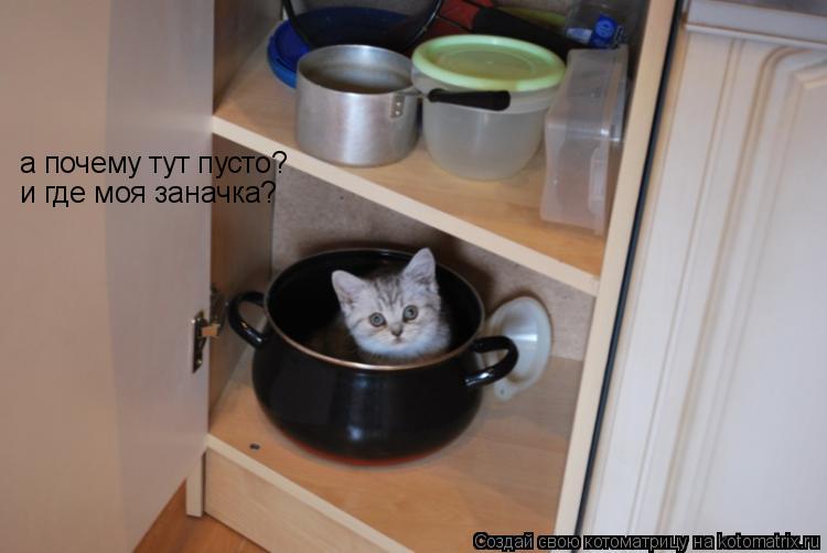 а почему тут пусто? и где моя заначка?... Котоматрица: а почему тут пусто? и где моя заначка?