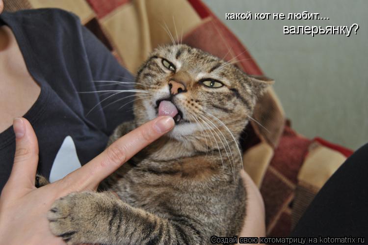 какой кот не любит.... валерьянку?... Котоматрица: какой кот не любит.... валерьянку?