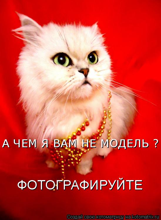 А ЧЕМ Я ВАМ НЕ МОДЕЛЬ ? ФОТОГРАФИРУЙТЕ... Котоматрица: А ЧЕМ Я ВАМ НЕ МОДЕЛЬ ? ФОТОГРАФИРУЙТЕ