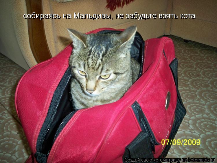 собираясь на Мальдивы, не забудьте взять кота... Котоматрица: собираясь на Мальдивы, не забудьте взять кота