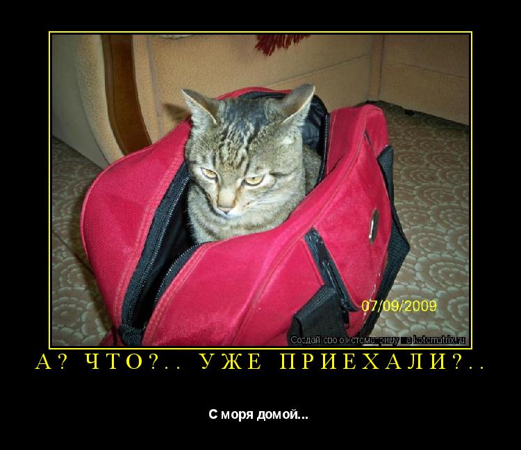 А? Что?.. Уже приехали?.. С моря домой... ... Котоматрица: А? Что?.. Уже приехали?.. С моря домой...