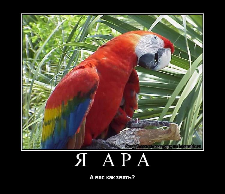 Я Ара А вас как звать?... Котоматрица: Я Ара А вас как звать?