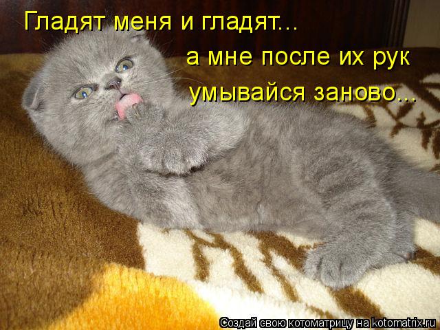 Гладят меня и гладят... а мне после их рук умывайся заново...... Котоматрица: Гладят меня и гладят... а мне после их рук умывайся заново...