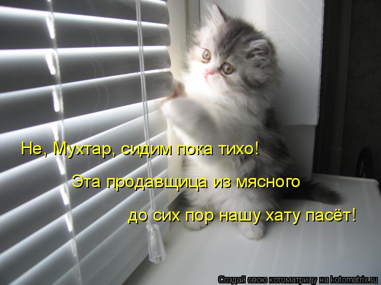 Не, Мухтар, сидим пока тихо! Эта продавщица из мясного до сих пор нашу хату пасёт!... Котоматрица: Не, Мухтар, сидим пока тихо! Эта продавщица из мясного до сих пор нашу хату пасёт!