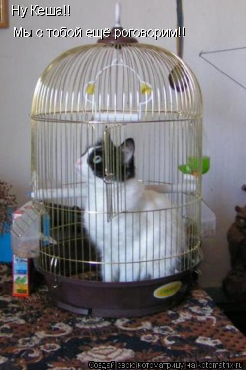 Ну Кеша!! Мы с тобой ещё роговорим!!... Котоматрица: Ну Кеша!! Мы с тобой ещё роговорим!!