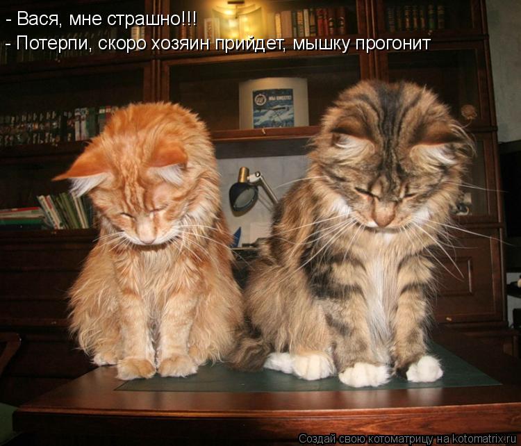 - Вася, мне страшно!!! - Потерпи, скоро хозяин прийдет, мышку прогонит... Котоматрица: - Вася, мне страшно!!! - Потерпи, скоро хозяин прийдет, мышку прогонит