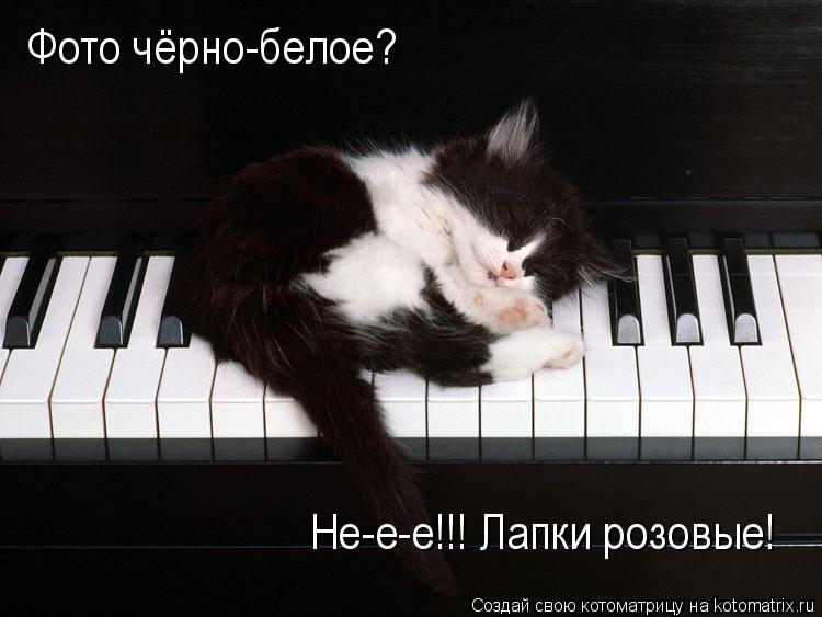 Фото чёрно-белое? Не-е-е!!! Лапки розовые!... Котоматрица: Фото чёрно-белое? Не-е-е!!! Лапки розовые!