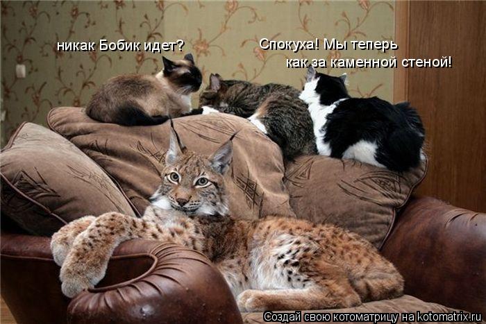 Спокуха! Мы теперь как за каменной стеной! никак Бобик идет?... Котоматрица: Спокуха! Мы теперь как за каменной стеной! никак Бобик идет?