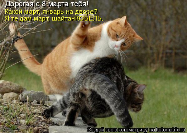 Дорогая с 8 марта тебя! Какой март, январь на дворе? Я те дам март, шайтанКОБЕЛЬ.... Котоматрица: Дорогая с 8 марта тебя! Какой март, январь на дворе? Я те дам март, шайтанКОБЕЛЬ.