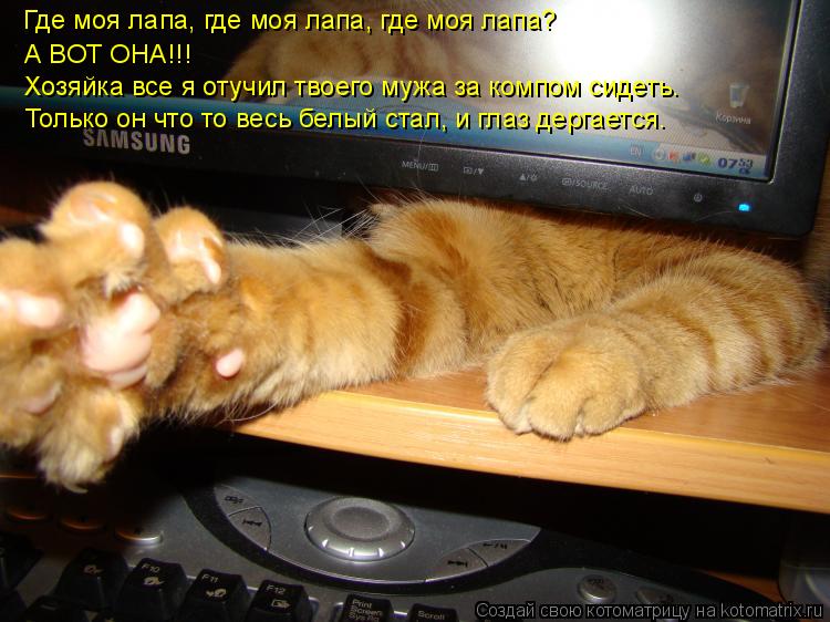 Где моя лапа, где моя лапа, где моя лапа? А ВОТ ОНА!!! Хозяйка все я отучил твоего мужа за компом сид... Котоматрица: Где моя лапа, где моя лапа, где моя лапа? А ВОТ ОНА!!! Хозяйка все я отучил твоего мужа за компом сидеть. Только он что то весь белый стал, и глаз