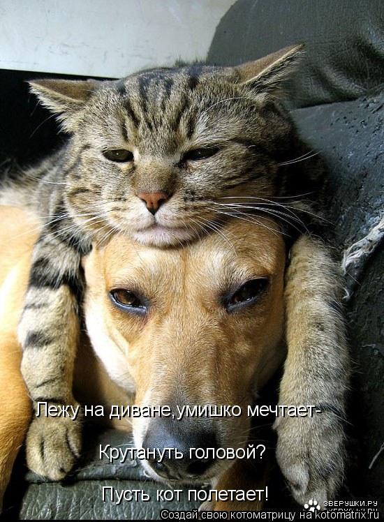 Пусть кот полетает! Крутануть головой? Лежу на диване,умишко мечтает-... Котоматрица: Пусть кот полетает! Крутануть головой? Лежу на диване,умишко мечтает-