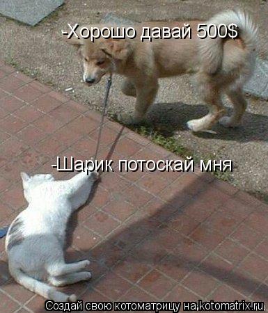 -Шарик потоскай мня -Хорошо давай 500$... Котоматрица: -Шарик потоскай мня -Хорошо давай 500$