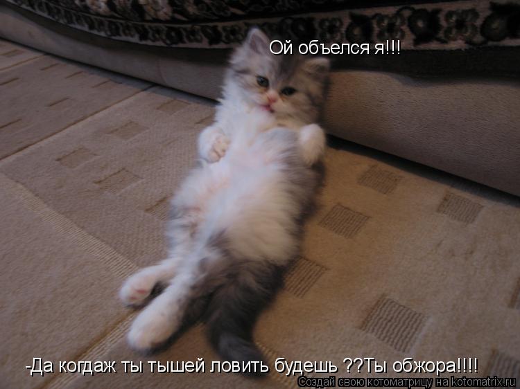 Ой объелся я!!! -Да когдаж ты тышей ловить будешь -Да когдаж ты тышей ловить будешь ??Ты обжора!!!!... Котоматрица: Ой объелся я!!! -Да когдаж ты тышей ловить будешь -Да когдаж ты тышей ловить будешь ??Ты обжора!!!!