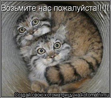 Возьмите нас пожалуйста!!!!!!... Котоматрица: Возьмите нас пожалуйста!!!!!!