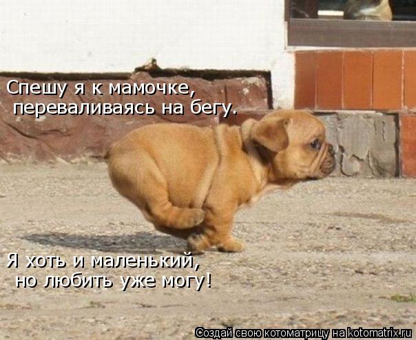 Спешу я к мамочке, переваливаясь на бегу. Я хоть и маленький, но любить уже могу!... Котоматрица: Спешу я к мамочке, переваливаясь на бегу. Я хоть и маленький, но любить уже могу!