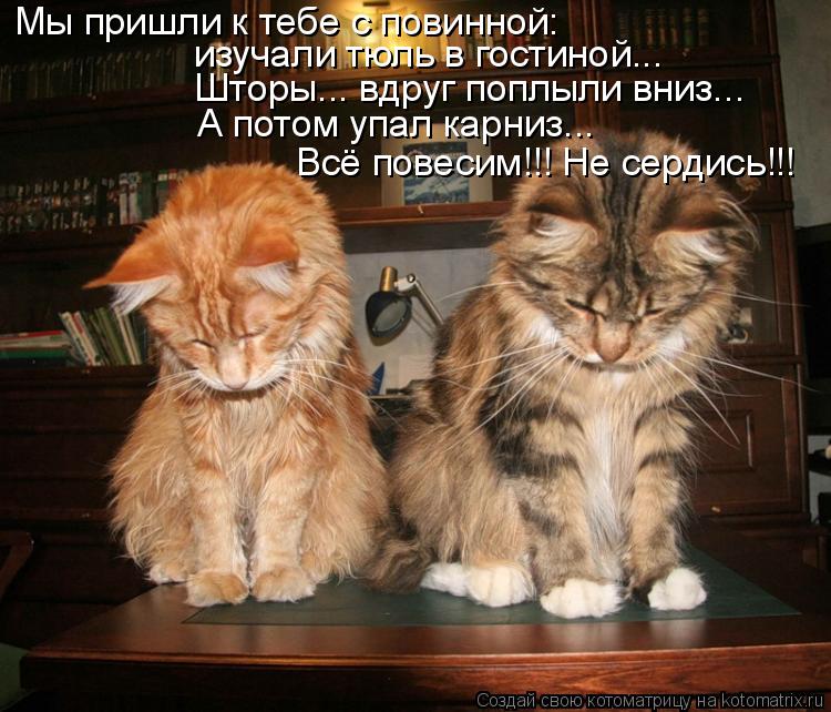Мы пришли к тебе с повинной: изучали тюль в гостиной... Шторы... вдруг поплыли вниз... А потом упал к... Котоматрица: Мы пришли к тебе с повинной: изучали тюль в гостиной... Шторы... вдруг поплыли вниз... А потом упал карниз... Всё повесим!!! Не сердись!!!