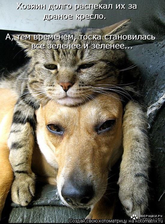 Хозяин долго распекал их за драное кресло. А, тем временем, тоска становилась все зеленее и зеленее..... Котоматрица: Хозяин долго распекал их за драное кресло. А, тем временем, тоска становилась все зеленее и зеленее...