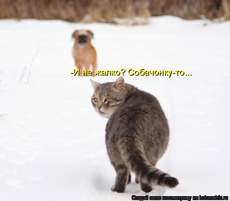 -И не жалко? Собачонку-то...... Котоматрица: -И не жалко? Собачонку-то...