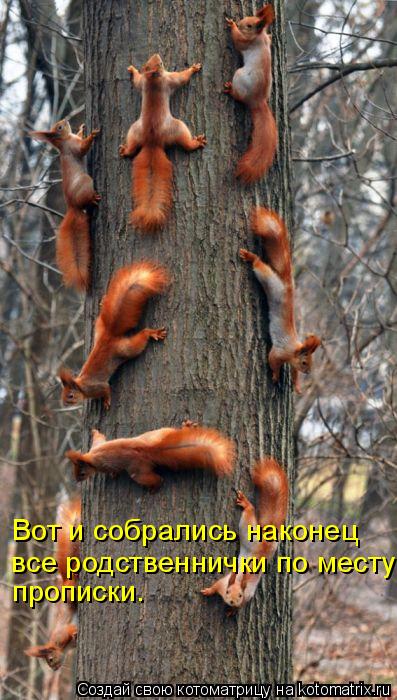 Вот и собрались наконец все родственнички по месту прописки.... Котоматрица: Вот и собрались наконец все родственнички по месту прописки.