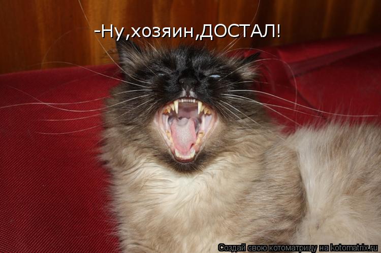 -Ну,хозяин,ДОСТАЛ!... Котоматрица: -Ну,хозяин,ДОСТАЛ!