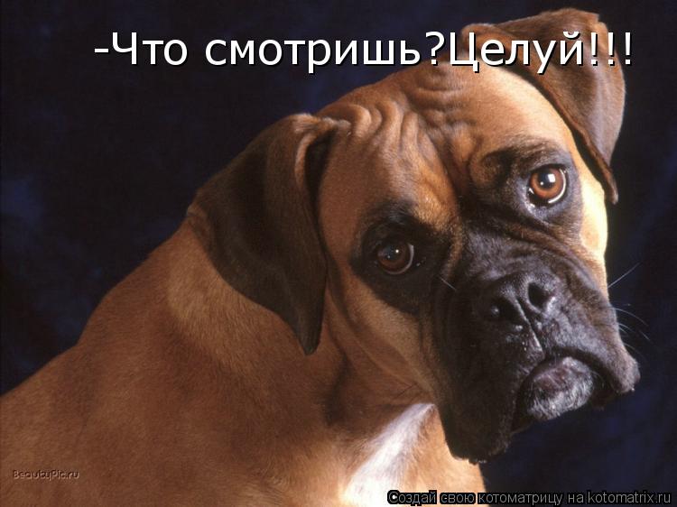 -Что смотришь?Целуй!!!... Котоматрица: -Что смотришь?Целуй!!!