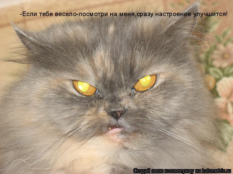 -Если тебе весело-посмотри на меня,сразу настроение улучшится!... Котоматрица: -Если тебе весело-посмотри на меня,сразу настроение улучшится!