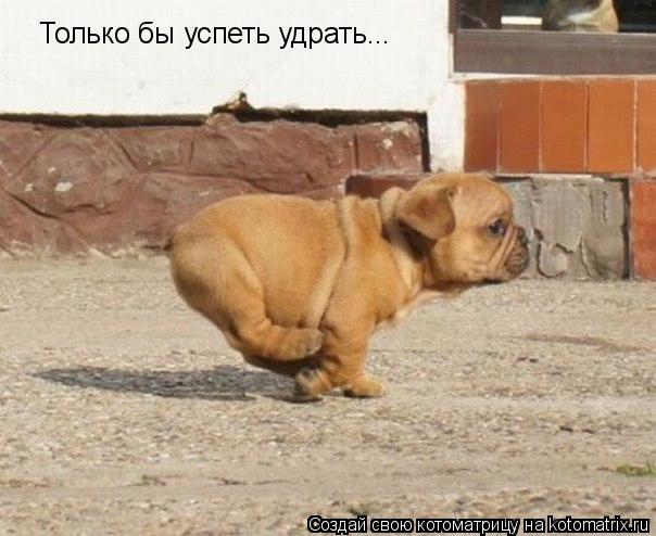 Только бы успеть удрать...... Котоматрица: Только бы успеть удрать...