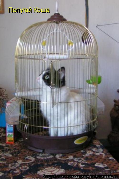 Попугай Коша... Котоматрица: Попугай Коша