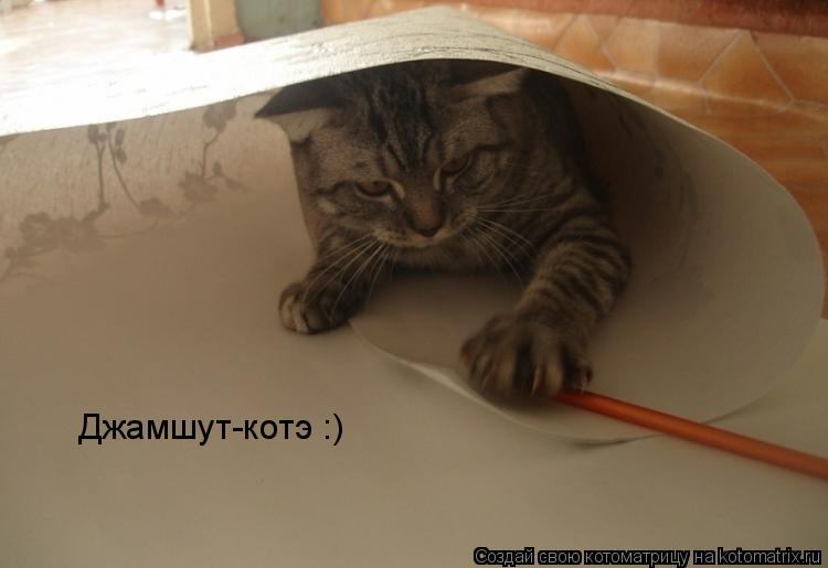 Джамшут-котэ :)... Котоматрица: Джамшут-котэ :)