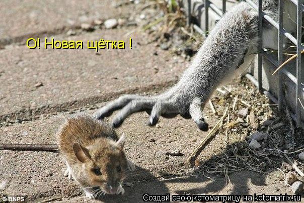 О! Новая щётка !... Котоматрица: О! Новая щётка !
