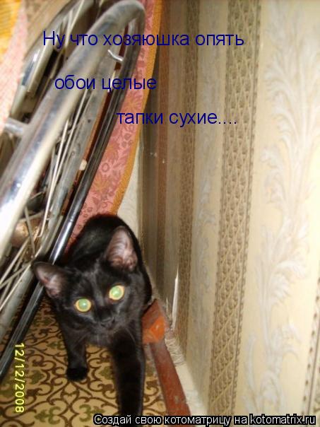 Ну что хозяюшка опять обои целые тапки сухие....... Котоматрица: Ну что хозяюшка опять обои целые тапки сухие....