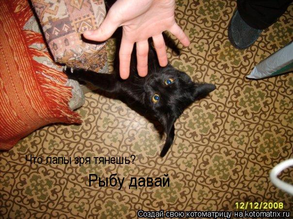 Что лапы зря тянешь? Рыбу давай... Котоматрица: Что лапы зря тянешь? Рыбу давай