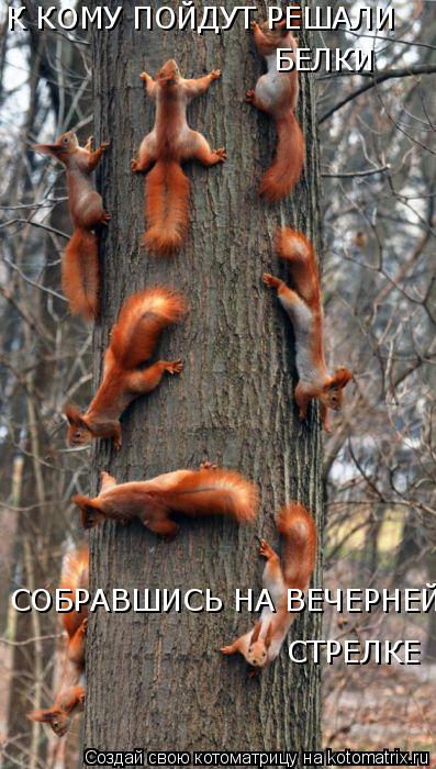 К КОМУ ПОЙДУТ РЕШАЛИ БЕЛКИ СОБРАВШИСЬ НА ВЕЧЕРНЕЙ СТРЕЛКЕ... Котоматрица: К КОМУ ПОЙДУТ РЕШАЛИ БЕЛКИ СОБРАВШИСЬ НА ВЕЧЕРНЕЙ СТРЕЛКЕ