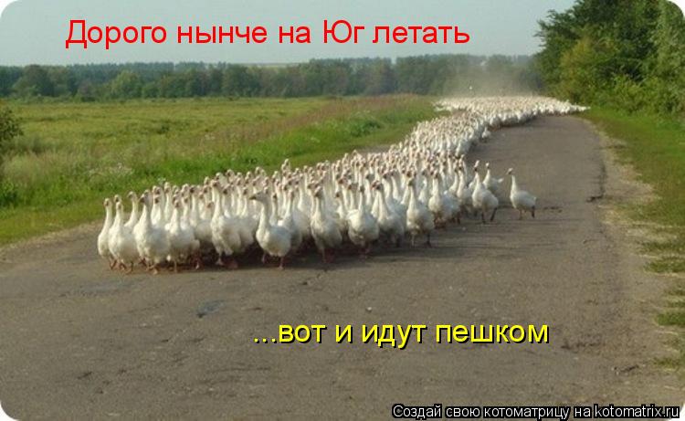 Дорого нынче на Юг летать ...вот и идут пешком... Котоматрица: Дорого нынче на Юг летать ...вот и идут пешком
