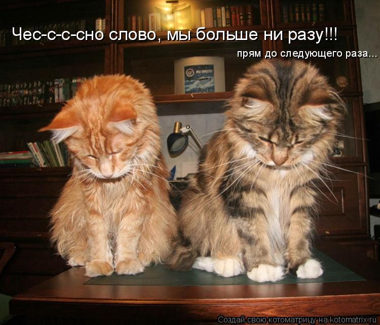 Чес-с-с-сно слово, мы больше ни разу!!! прям до следующего раза...... Котоматрица: Чес-с-с-сно слово, мы больше ни разу!!! прям до следующего раза...