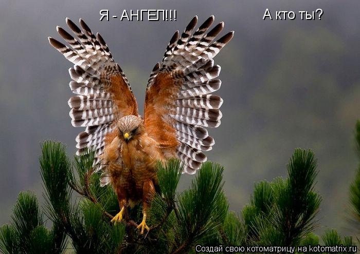 Я - АНГЕЛ!!! А кто ты?... Котоматрица: Я - АНГЕЛ!!! А кто ты?