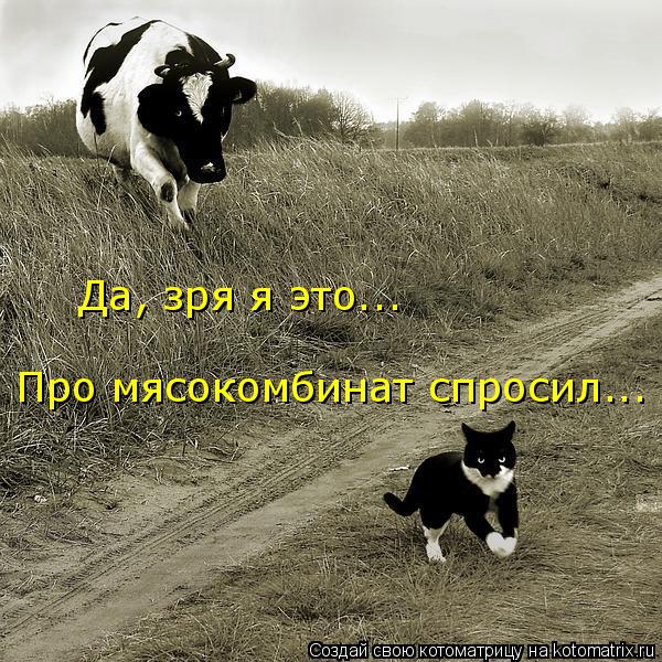 Да, зря я это... Про мясокомбинат спросил...... Котоматрица: Да, зря я это... Про мясокомбинат спросил...