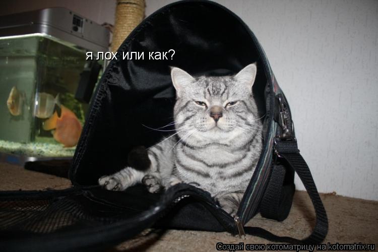я лох или как?... Котоматрица: я лох или как?