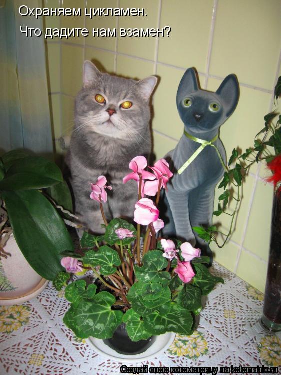 Охраняем цикламен. Что дадите нам взамен?... Котоматрица: Охраняем цикламен. Что дадите нам взамен?